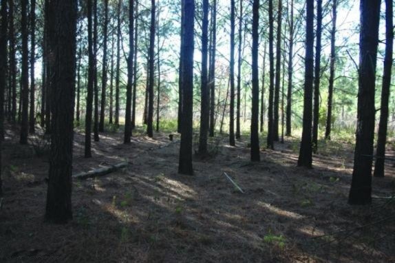 shade_pine_574_382_s
