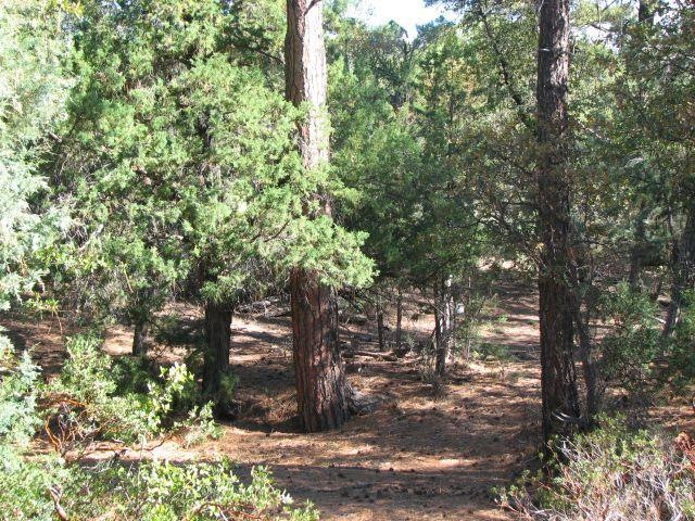 Tall Ponderosa Pines