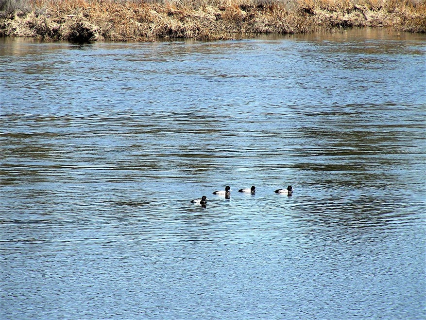 Sprague River ducks