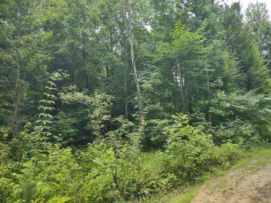 Morgan Branch Lane property view