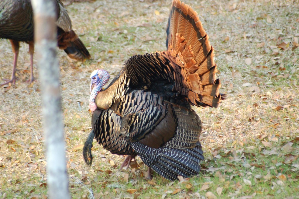 Spring Turkeys