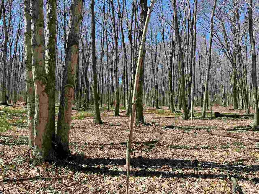 tbd W Side Dr, Beaver Island, MI 49782 - photo 1