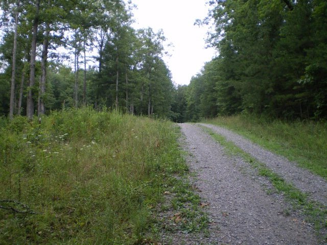 Main View