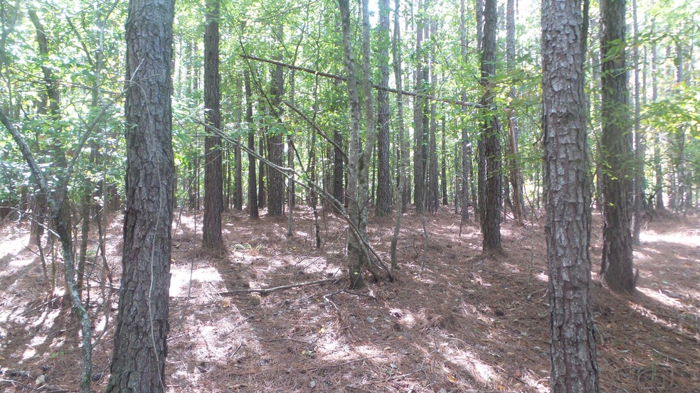 wooded lot