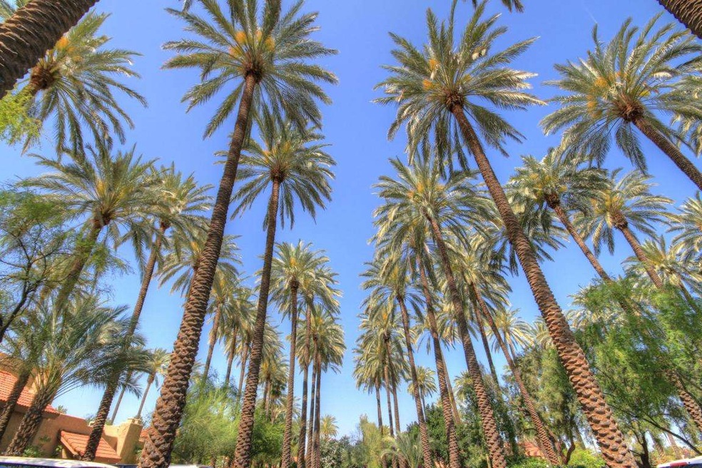 Palms