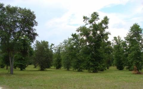 TBD Highfield Terrace, Fort White, FL 32008 - photo 1