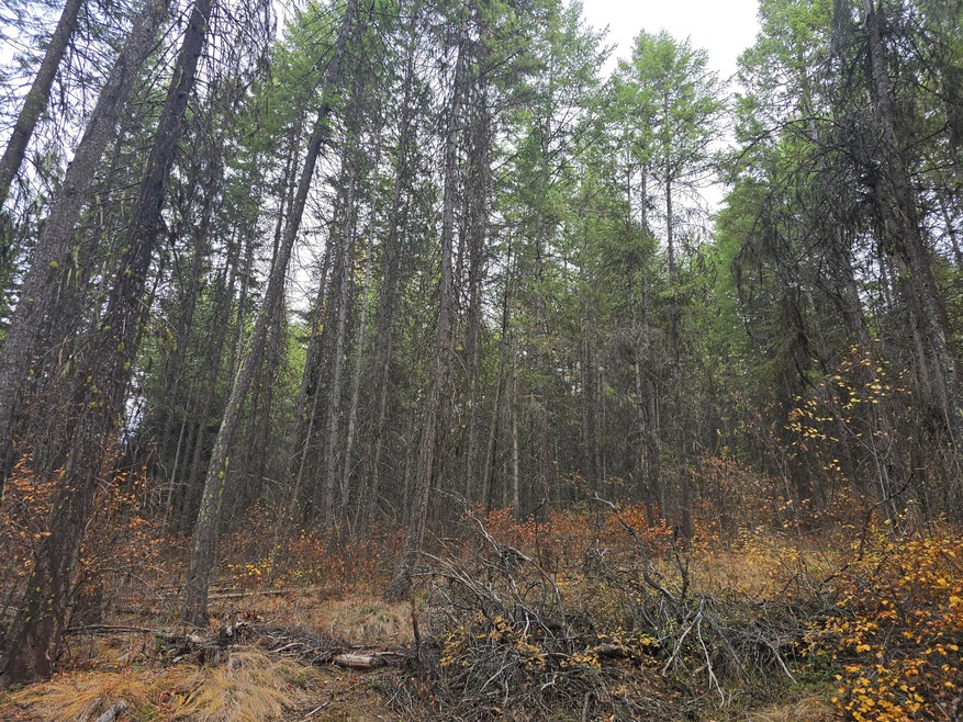Timber view