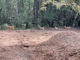 12 Montecito Rd, Woodside, CA 94062 - photo 1