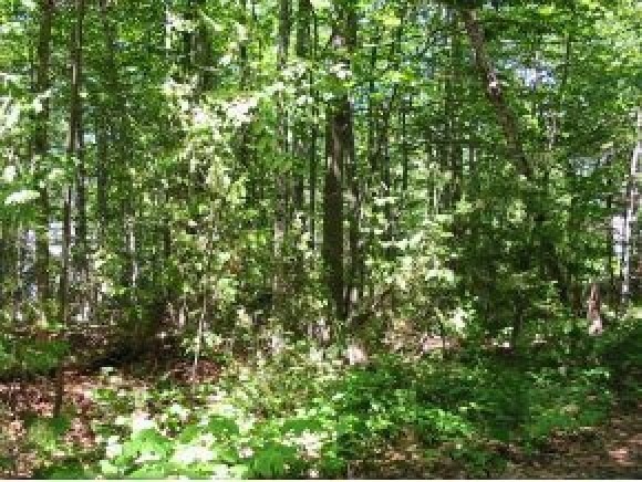 51 Black Pond Rd, Windsor, NH 03244 - photo 1