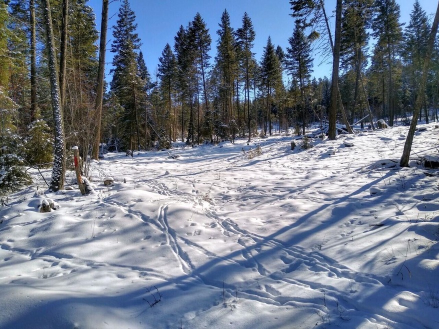 1050 Spring Hill Rd, Kila, MT 59920 - photo 1