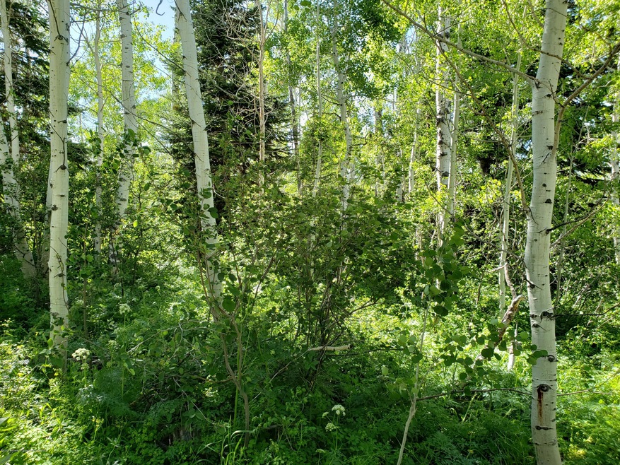 20190627_164637