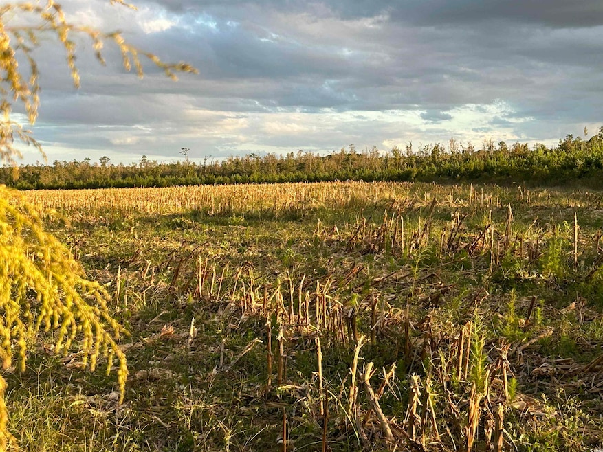 0 Fc Cox Rd, Hemingway, SC 29554 - photo 1