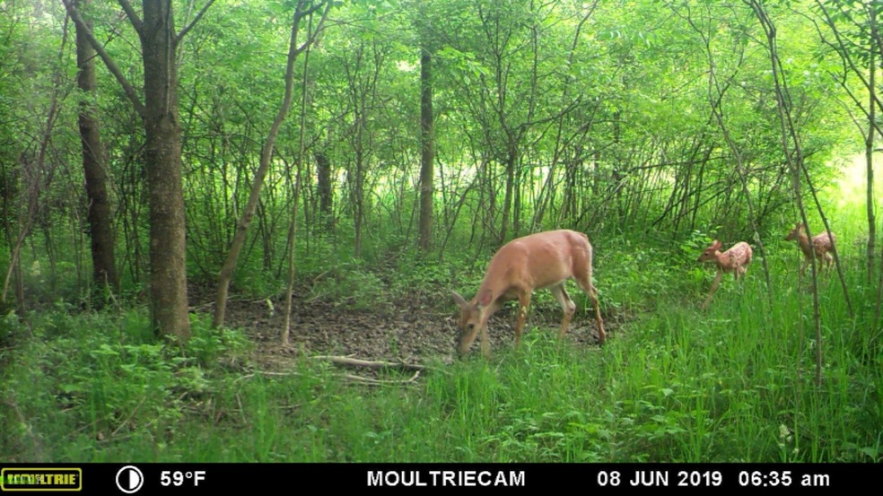14000 Plank Deer 2