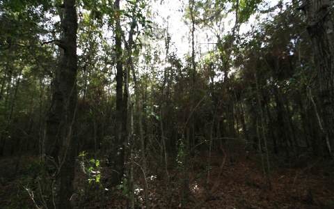 TBD NW Open Ct, Lake City, FL 32055 - photo 1