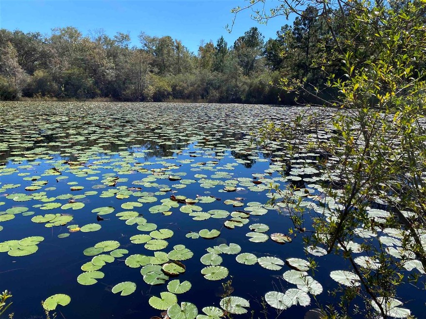 xx 3 Sisters Rd, Crawfordville, FL 32327 - photo 1