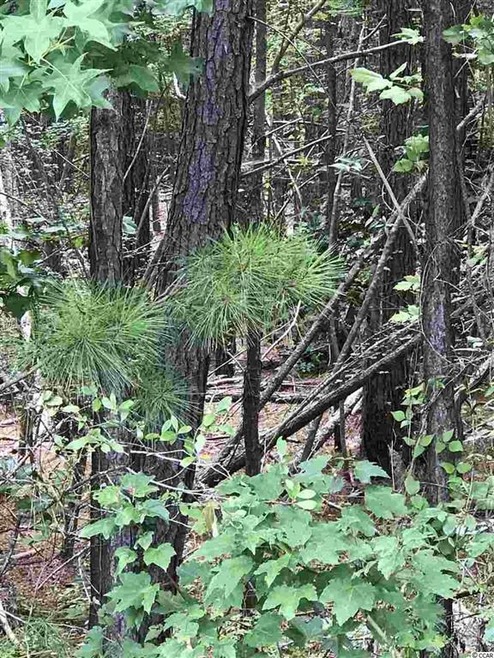 Lot 3 Chow Ln, Conway, SC 29526 - photo 1