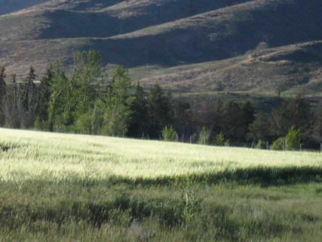 Main View