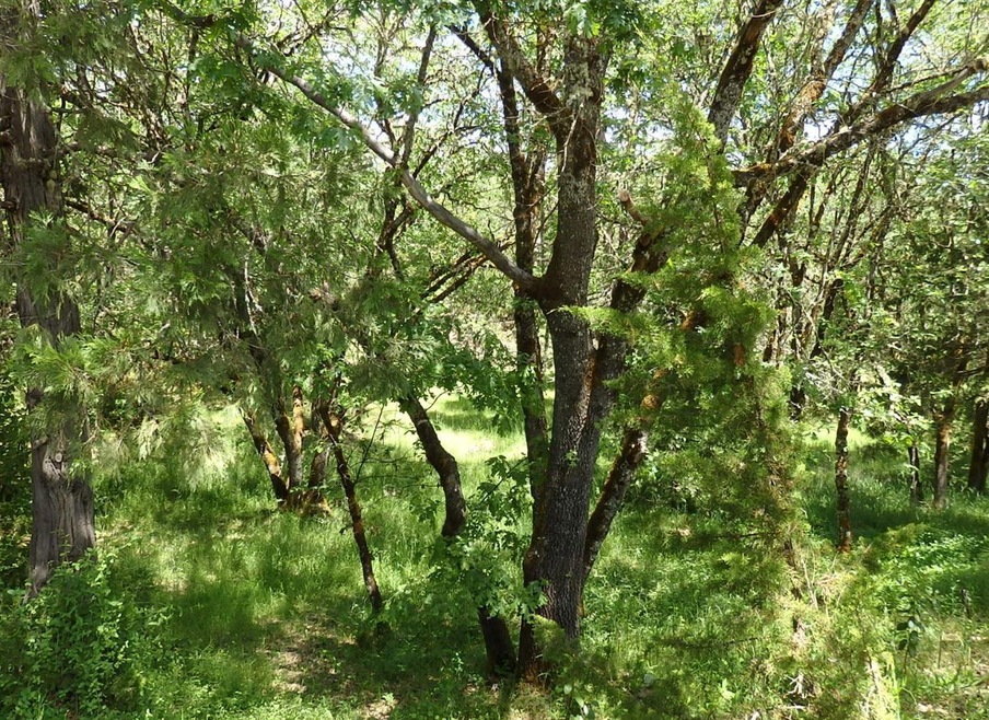 Primary Photo