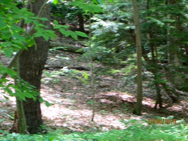 View of lot from Poocham Road