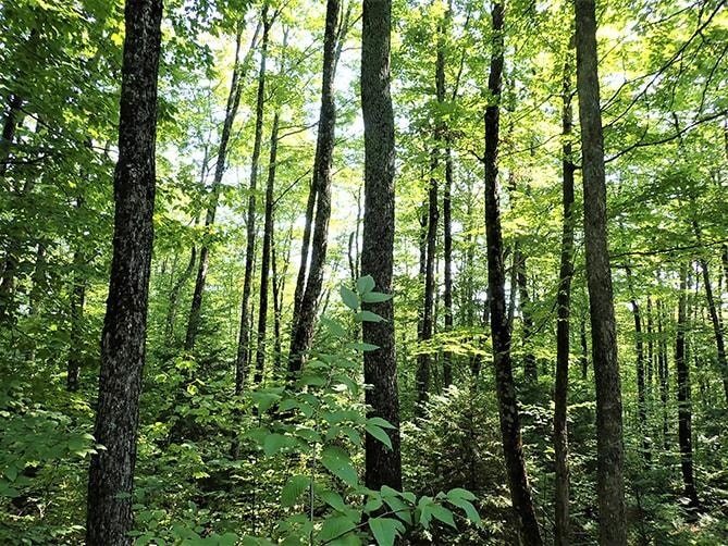 0 Route 12a, Roxbury, VT 05669 - photo 1