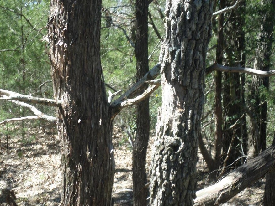 View of wooded area