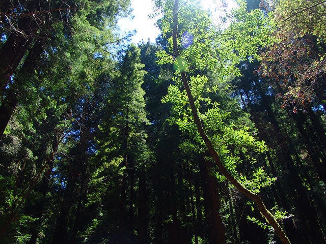 woodsUpwards