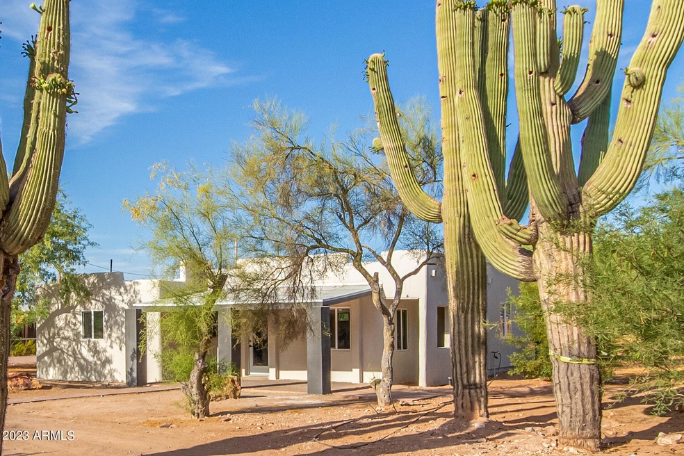 06-Saguaro