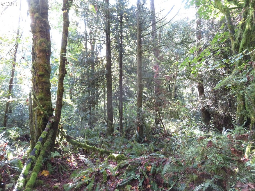 0 Klein Rd unit 17550674, Napavine, WA 98565 - photo 1