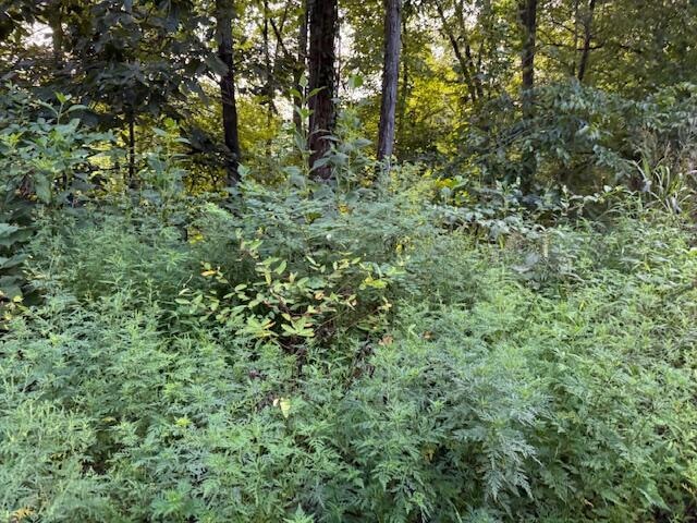 5.29 acres Off Hwy 107s, Del Rio, TN 37727 - photo 1