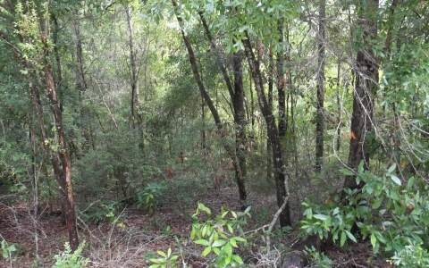 LOT28 286 Terrace, Branford, FL 32008 - photo 1