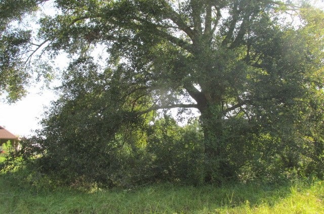 TBD Holly Ln, Huntsville, TX 77340 - photo 1