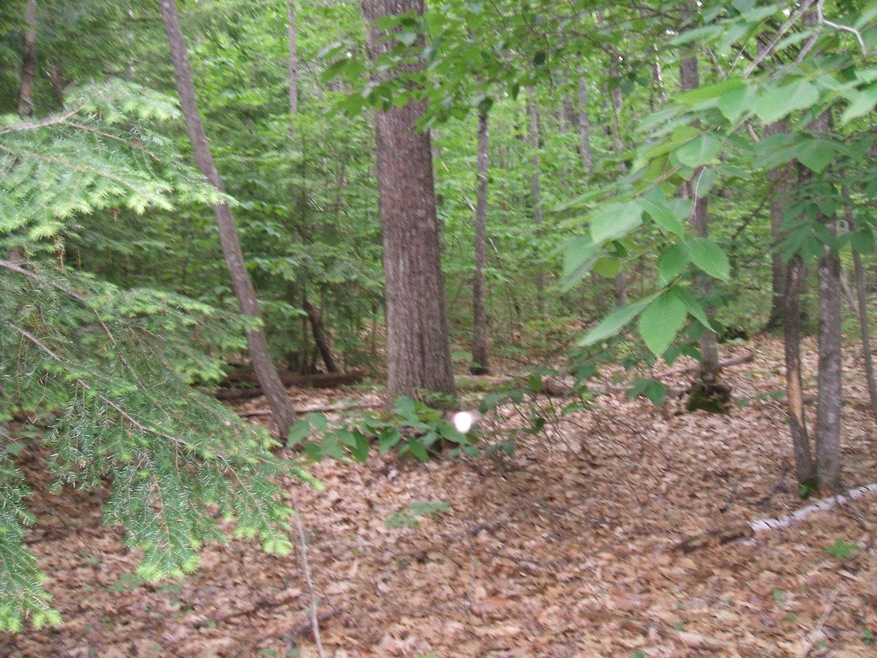 236 E Old Alfred Rd, Hollis Center, ME 04042 - photo 1