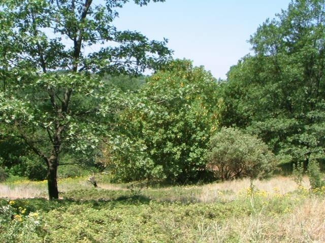 0 Rex Ct unit 20068653, Placerville, CA 95667 - photo 1