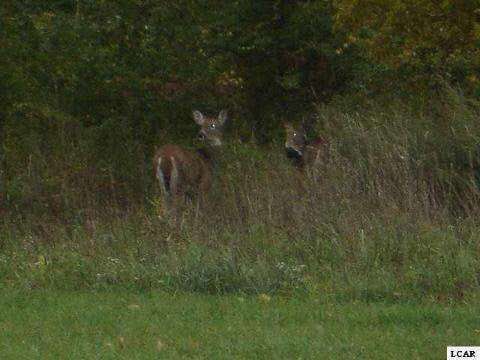 1007 Saw Mill Ct, Adrian, MI 49221 - photo 1