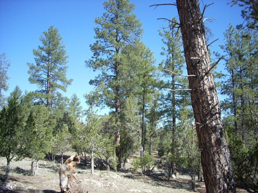 Heavily treed
