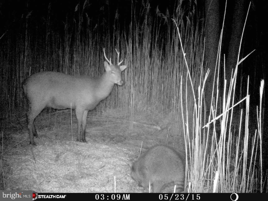 0 Wesley Church unit MDDO2000162, Toddville, MD 21672 - photo 1