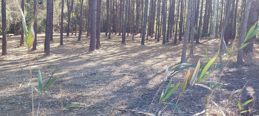 0 Millers Rd, Mullins, SC 29574 - photo 1