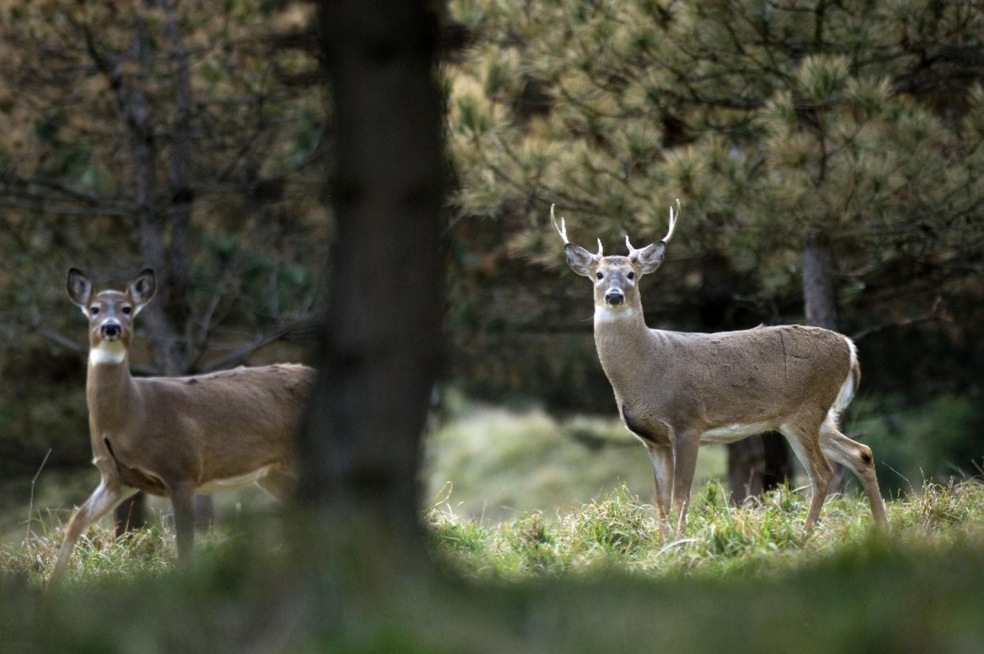 Doe+and+buck