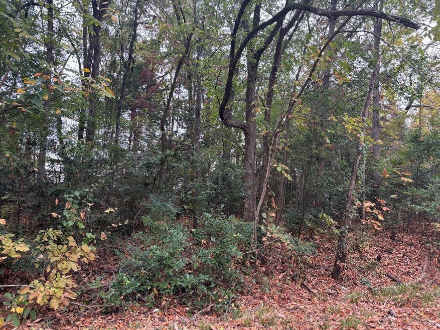 View of local wilderness