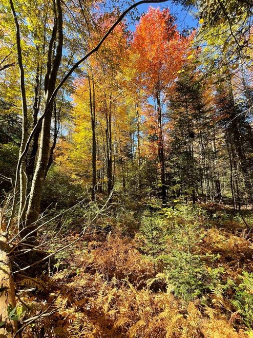 1010 Fellows Rd, Guildhall, VT 05905 - photo 1