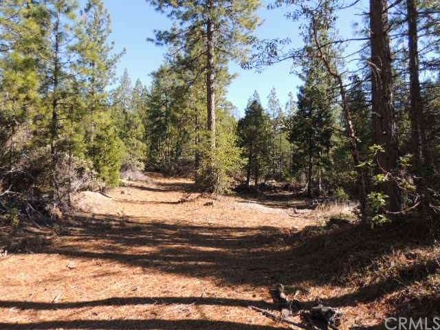Clearing amid the tall pines 
