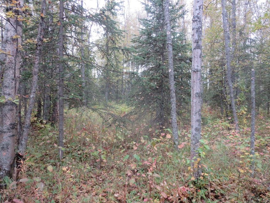 Birch & Spruce