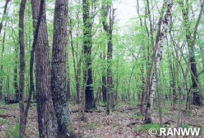 0 Olsen Rd unit 867079, Lincoln, WI 54893 - photo 1