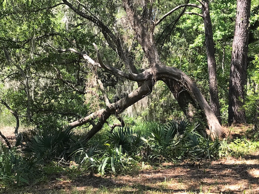 2907 River Rd, Johns Island, SC 29455 - photo 1