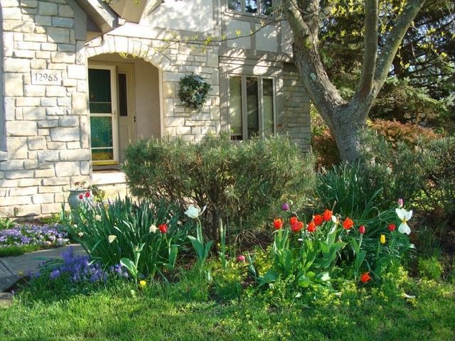 Front door w tulips under mature trees