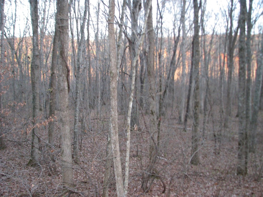 Primary photo of land