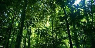 heavily treed
