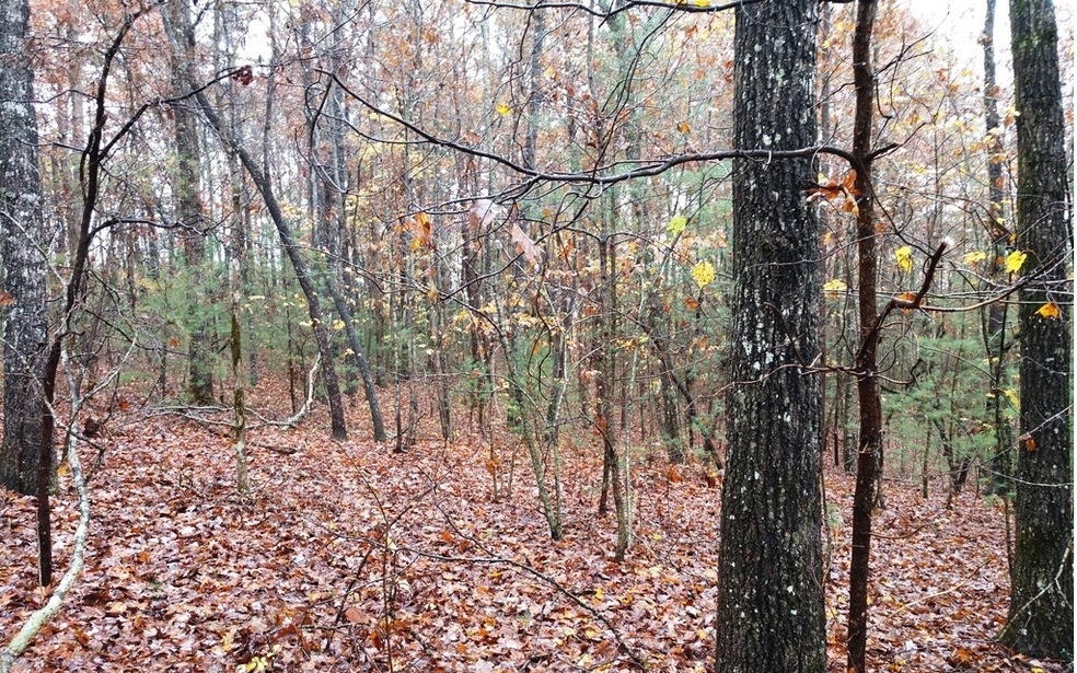 LT 48 D j Ln, Ellijay, GA 30540 - photo 1