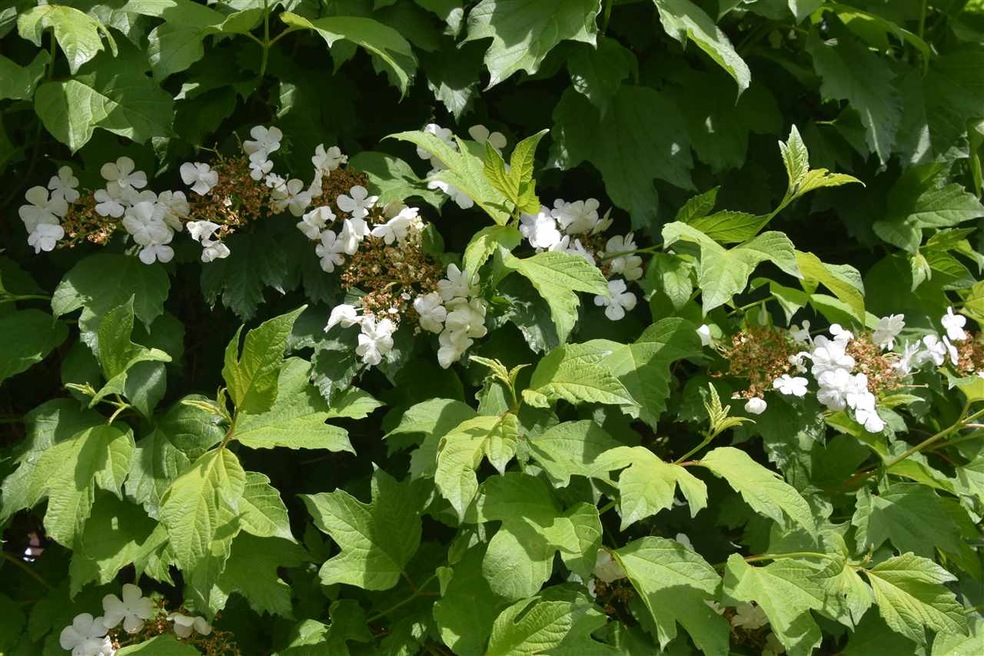 1135 W Sugarberry Ct, Bloomington, IN 47404 - photo 1