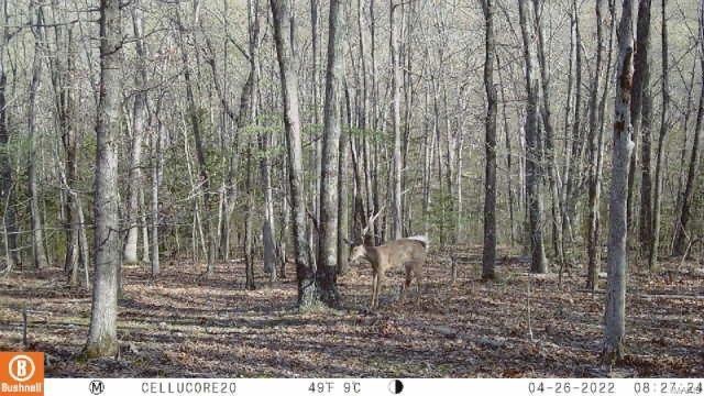 Bambi